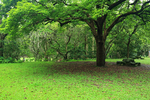 樹冠寬大的秋楓，樹下設有大石砌疊而成的桌椅