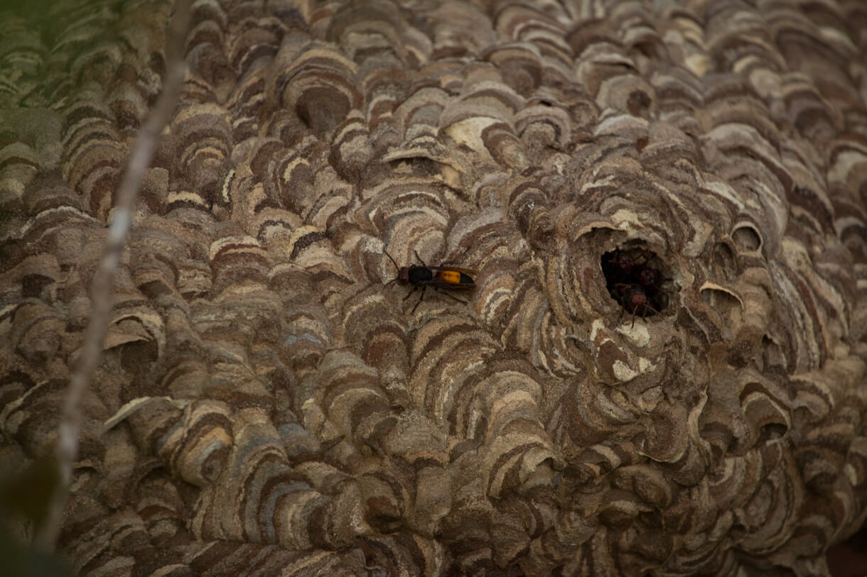黃腰胡蜂的巢穴