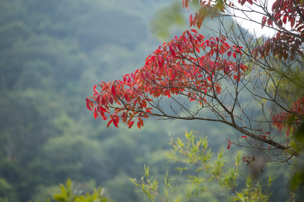 山烏桕