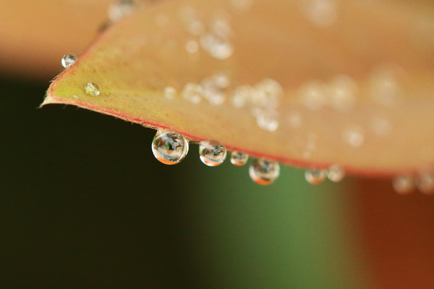 露水