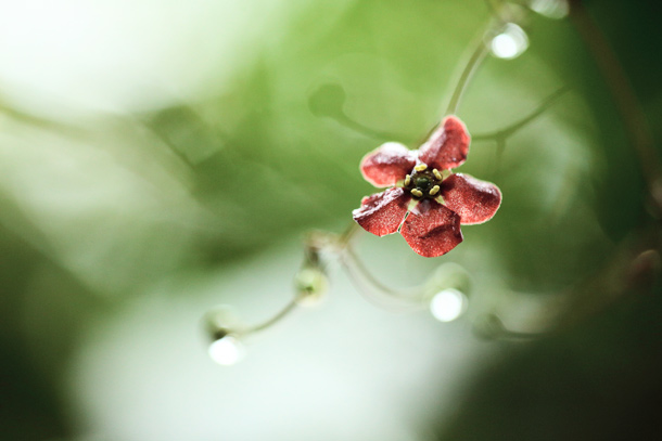 有心人告知這花是疏花衛矛