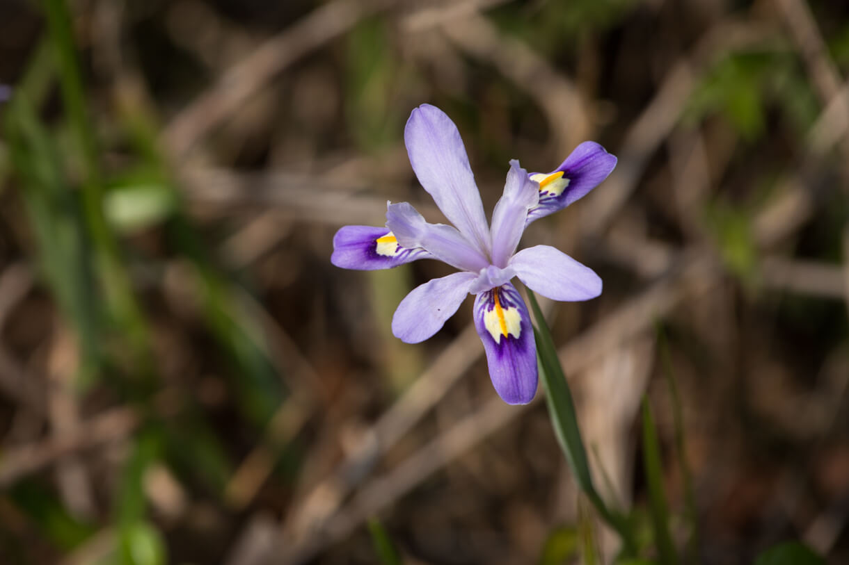 小花鳶尾