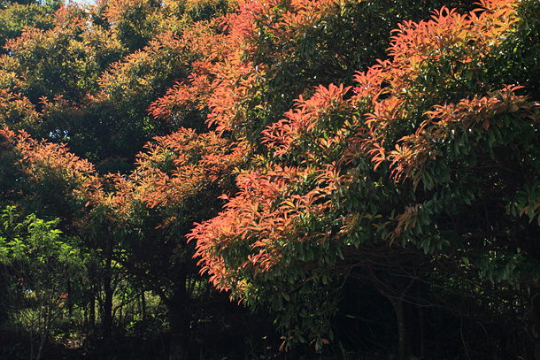 春日的紅