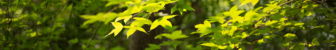 大埔滘藍徑行山路線