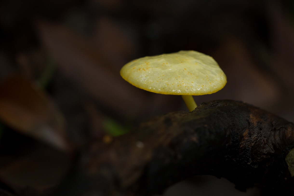 菇菌（品種待確定）