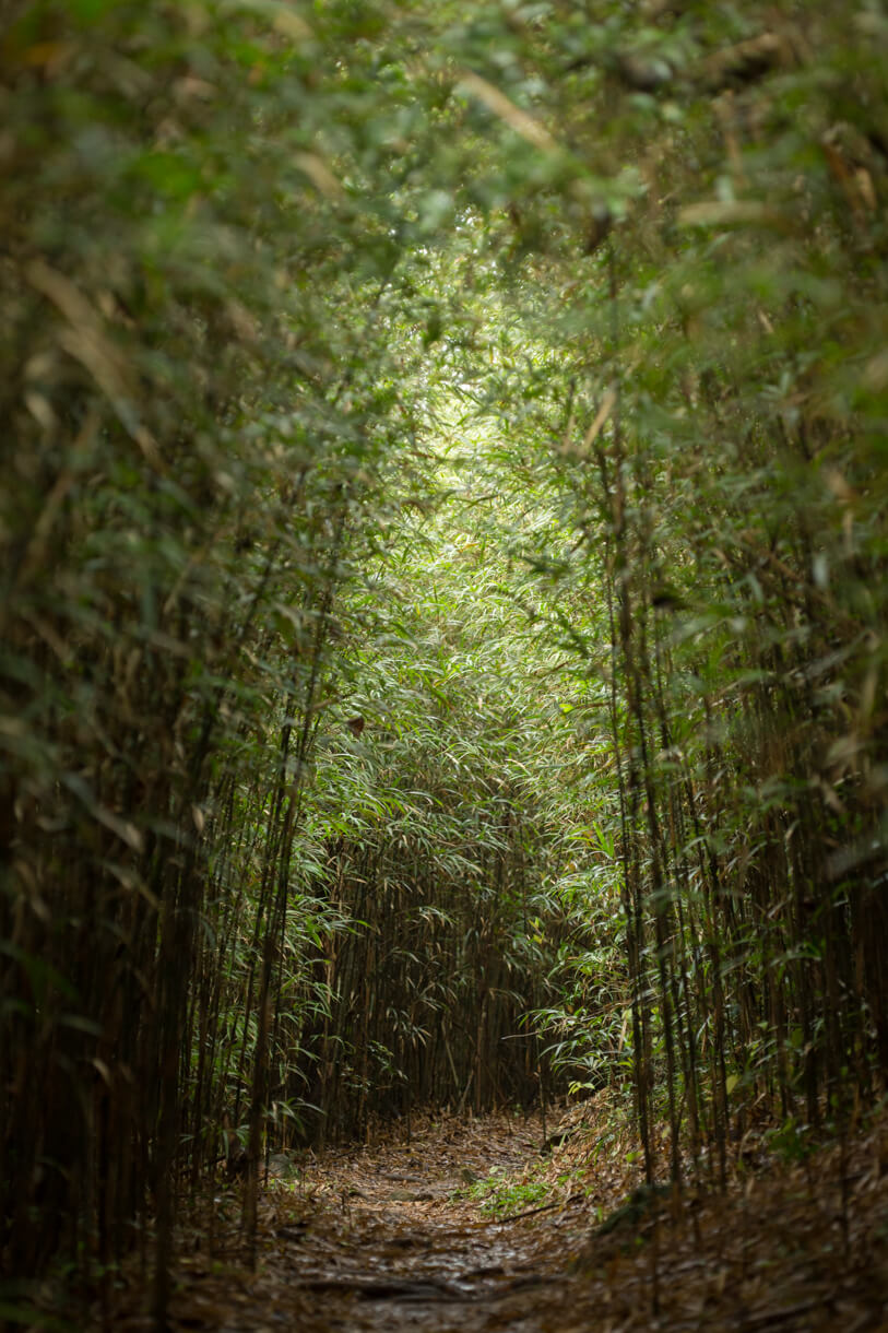 竹林