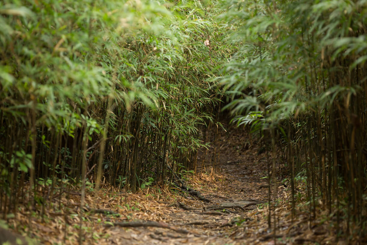 又穿過小竹林