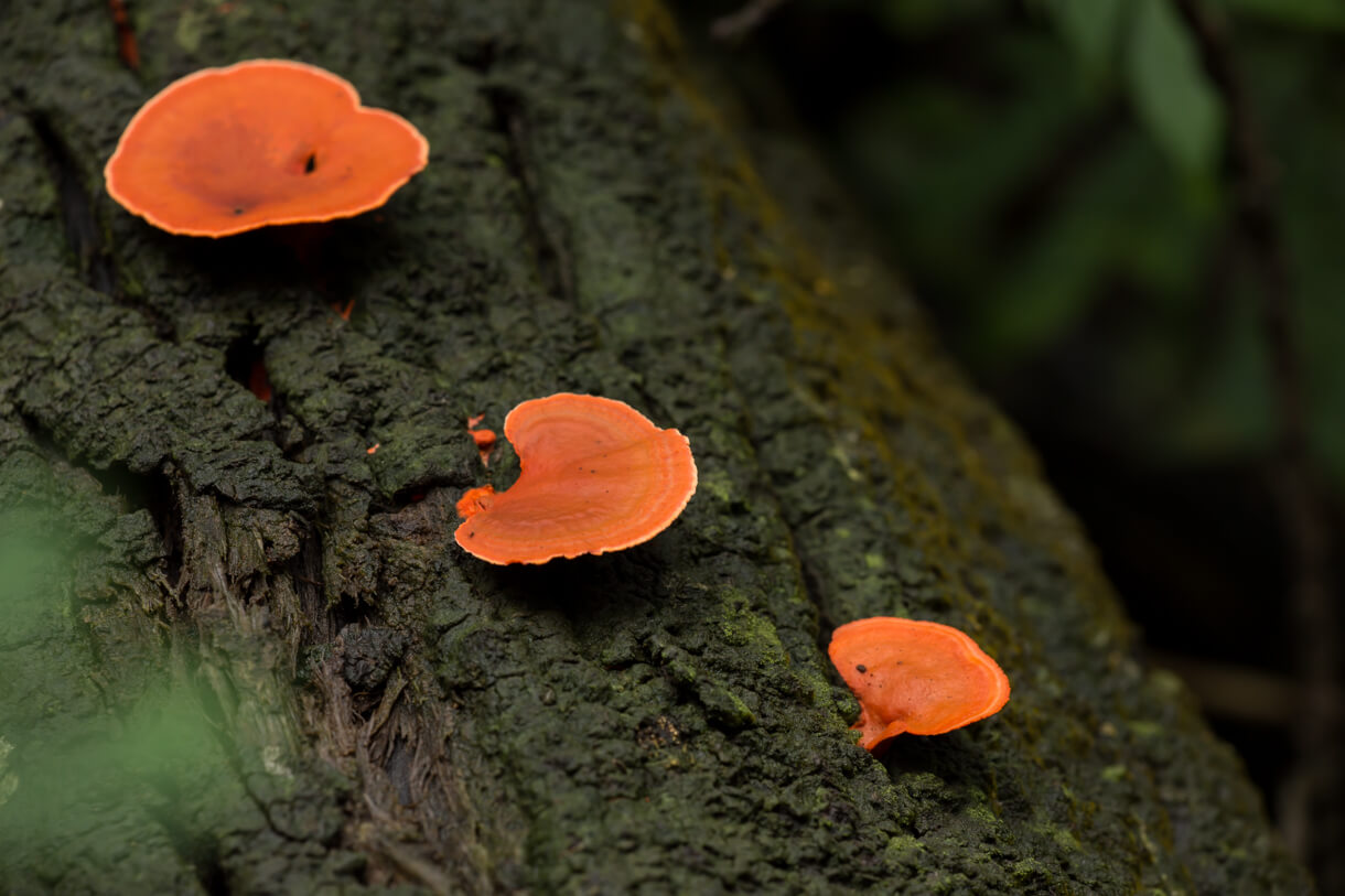 朱紅菌