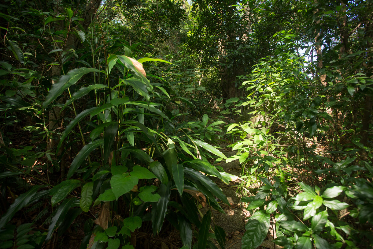 小桃園村