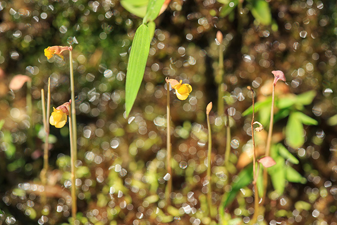 挖耳草 Utricularia bifida L.（狸藻科）的細小黃花及幼長花序
