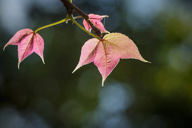 常見的楓香樹，葉子呈三裂的形態