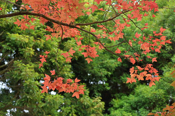 紅綠暉映