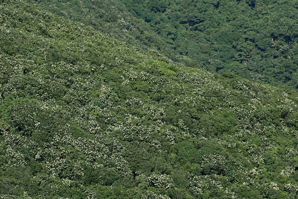 秋冬時孖崗山的山坡長滿大頭茶