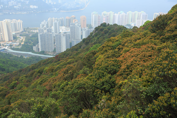 吊手岩北坡山谷