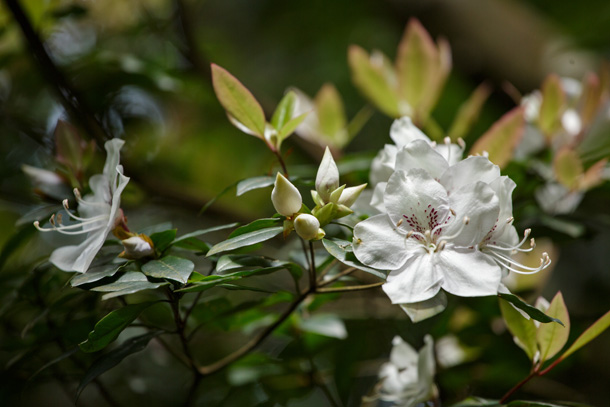 香港杜鵑花上有紫色的蜜源