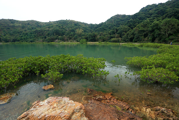 鳳坑的海傍多有紅樹