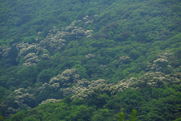 花開遍山