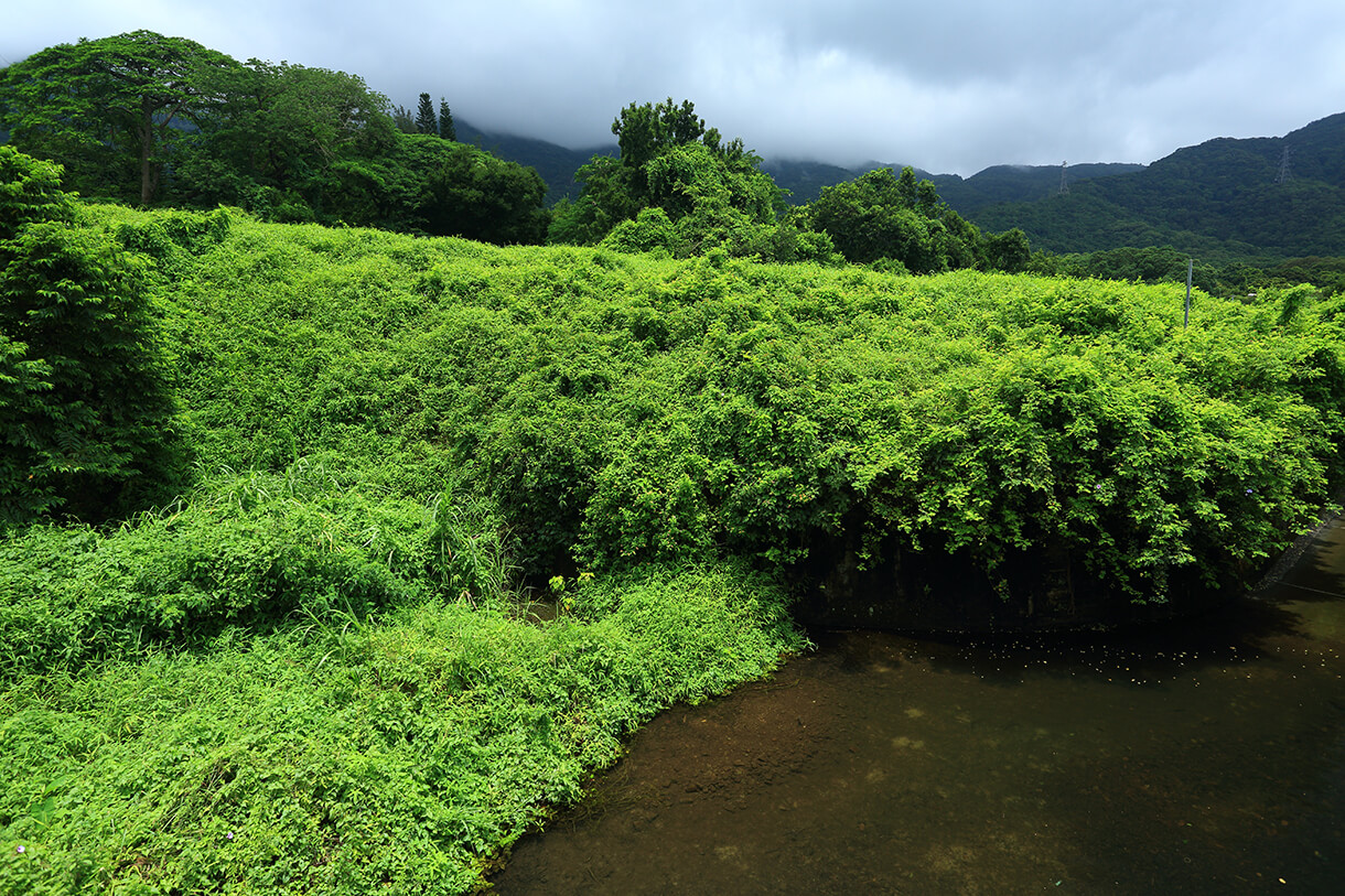 雷公田