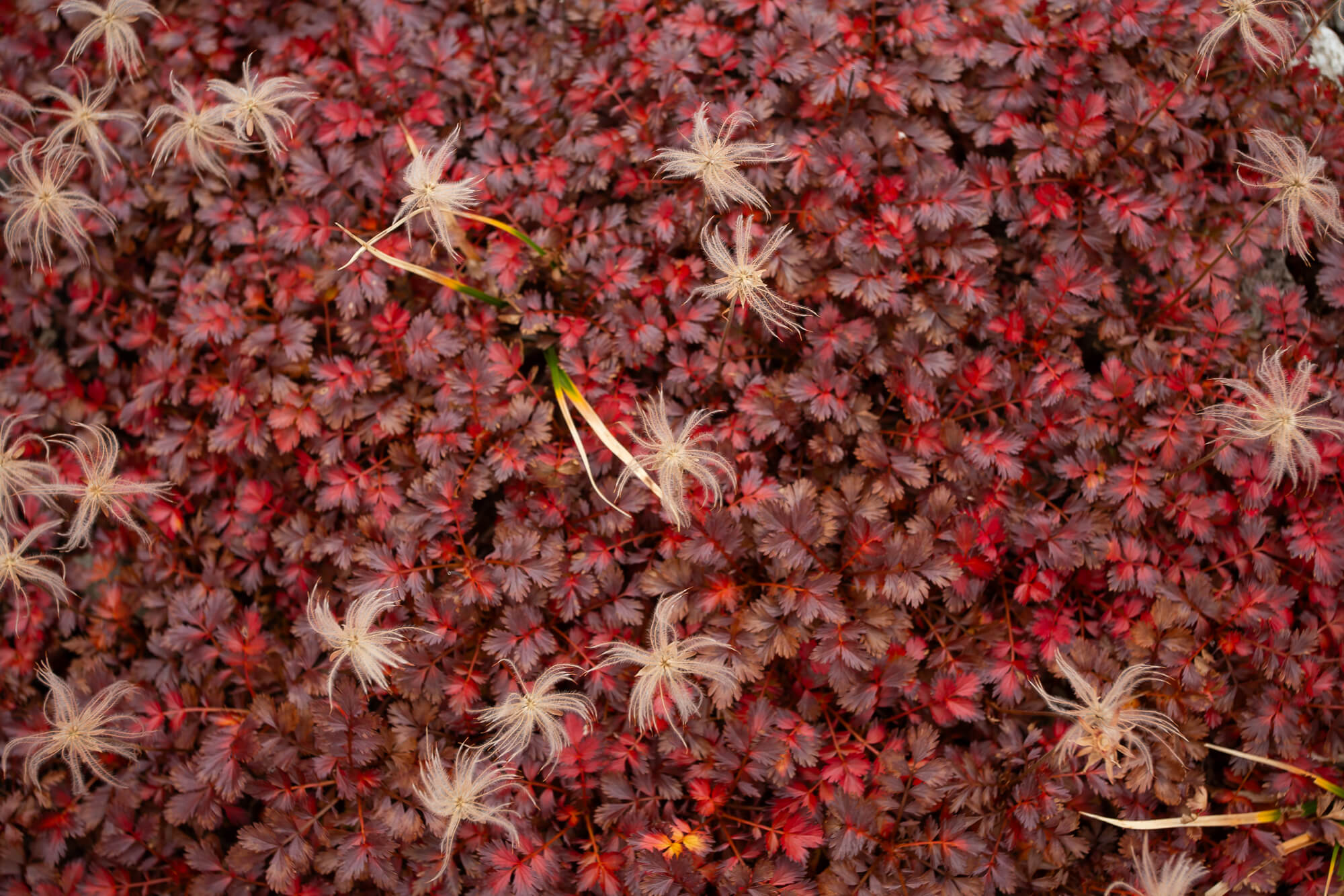 赤紅大地