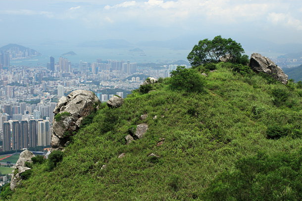 沿飛鵝山道行走，眼下盡是高樓密集的九龍市區