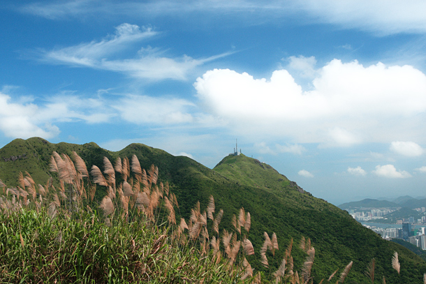 芒草伴飛鵝