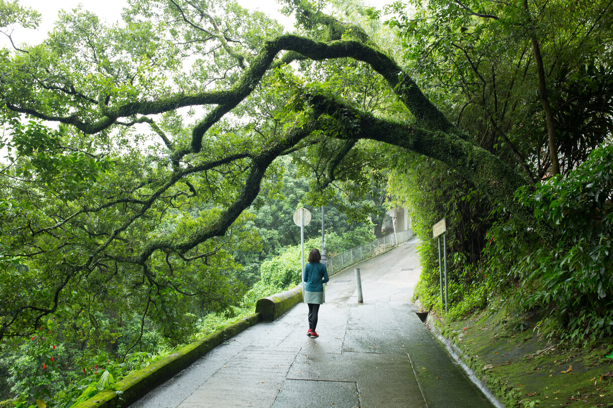 沿舊山頂道上行