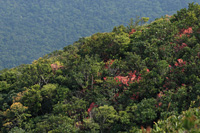 紫羅蘭山