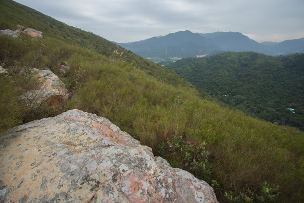 山坡多長崗松